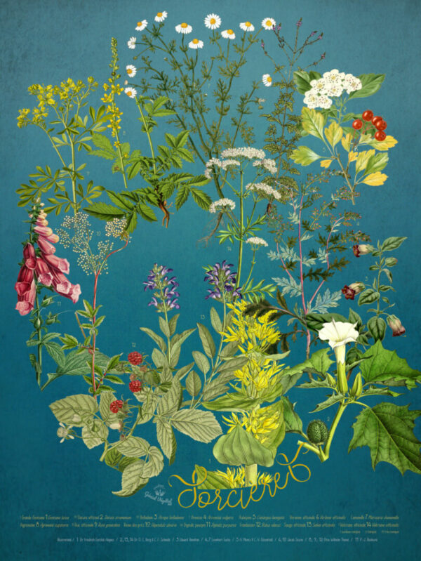 Affiche botanique Sorcières - génial végétal